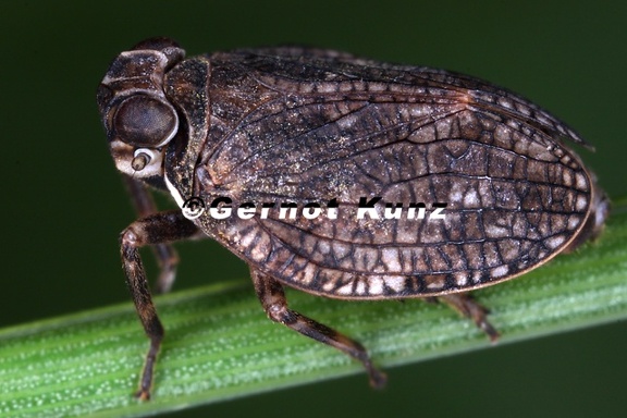 Issus muscaeformis  Fliegenzikade 4 2v