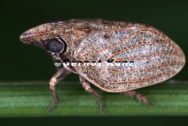Mycterodus_cuniceps__Nasenzikade_1_2v.jpg