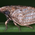 Mycterodus cuniceps  Nasenzikade 1 2v