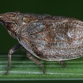 Mycterodus orthocephalus