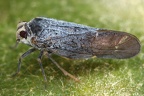 Meenoplidae (Gaszikaden)