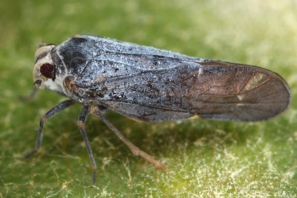 Meenoplus albosignatus Fieber 1866 1 2