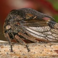 Centrotus cornutus  Dornzikade 21 3