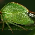 Strictocephala bisonia  B  ffelzikade 16 2