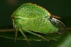 Strictocephala bisonia  B  ffelzikade 16 2