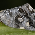 Ricania speculum  Schwarze Breitflügelzikade  Black Planthopper  1 2