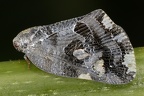 Ricaniidae (Breitflügelzikaden)