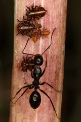 Tettigometra macrocephala  amp   Camponotus cf   aethiops L1 2