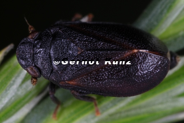 Tettigometra atra  Schwarze Ameisenzikade W1 2