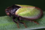 Tettigometridae (Ameisenzikaden)