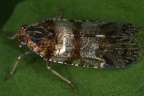 Cixiidae (Glasflügelzikaden)