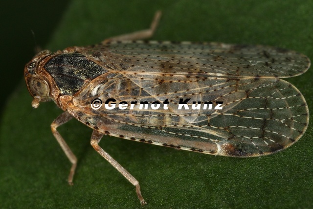 Cixius_wagneri__Weinbergs-Glasfl__gelzikade_M11_2.jpg