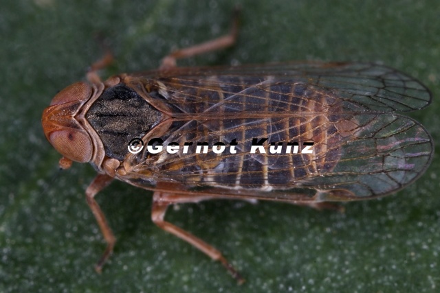 Hyalesthes_luteipes__Ulmen_Glasfl__gelzikade_W1_2.jpg