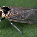 Hyalesthes obsoletus  Winden-Glasfl  gelzikade M9 2