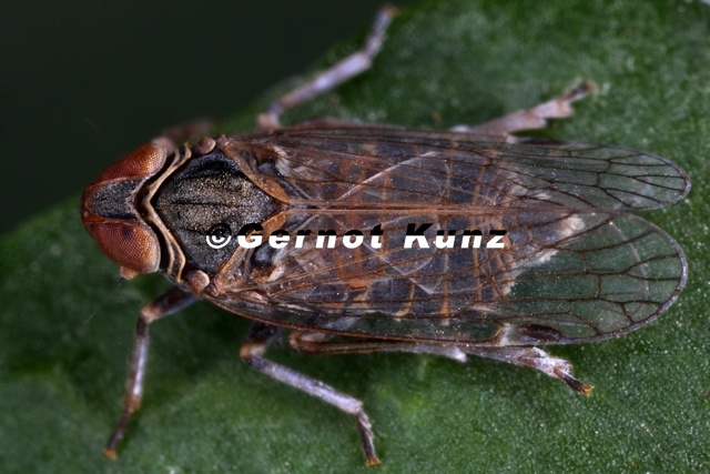 Hyalesthes_philesakis__Griechische_Glasfl__gelzikade_M1_2.jpg