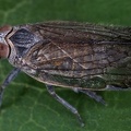Reptalus cuspidatus    stliche Glasfl  gelzikade M3 2 001