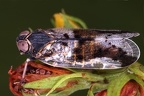 Reptalus melanochaetus W4 2v