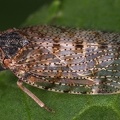 Tachycixius pilosus  Pelz-Glasfl  gelzikade M5 2