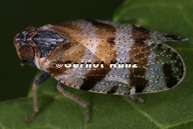 Tachycixius_venustulus__Streifen-Glasfl__gelzikade_M1_2.jpg