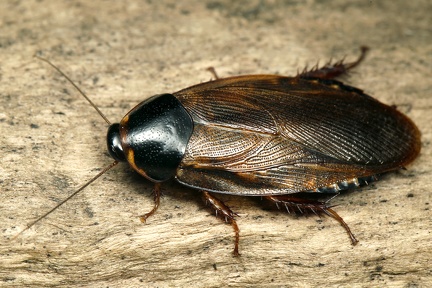 Pycnoscelus surinamensis  Gew  chshausschabe 5 2