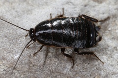 Loboptera decipiens 1 2
