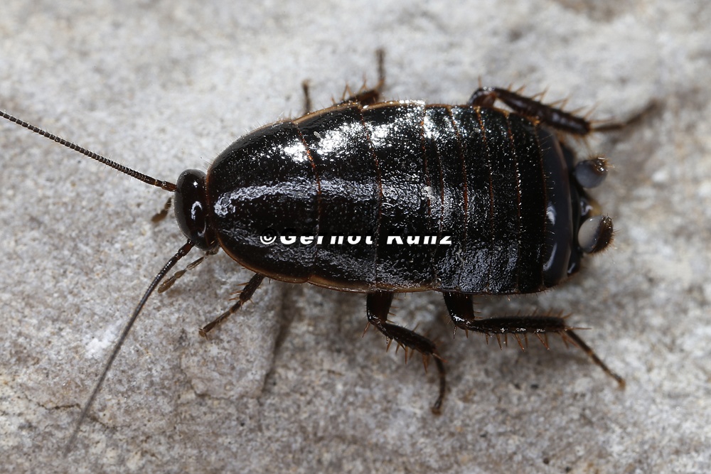 Loboptera decipiens 1 2