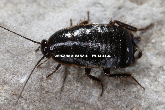 Loboptera decipiens 1 2