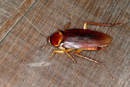 Periplaneta americana  Amerikanische Gro  schabe 1 2