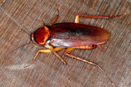 Periplaneta americana  Amerikanische Gro  schabe 1 3