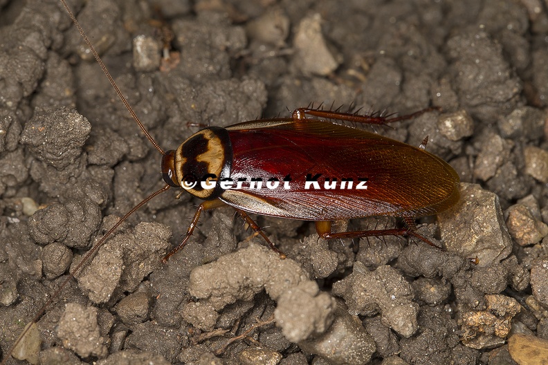 Periplaneta_australasiae__Australian_cockroach__Australische_Schabe__Cucaracha_4_2v.jpg