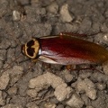 Periplaneta australasiae  Australian cockroach  Australische Schabe  Cucaracha 4 2v