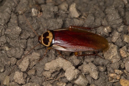 Periplaneta australasiae  Australian cockroach  Australische Schabe  Cucaracha 4 2v
