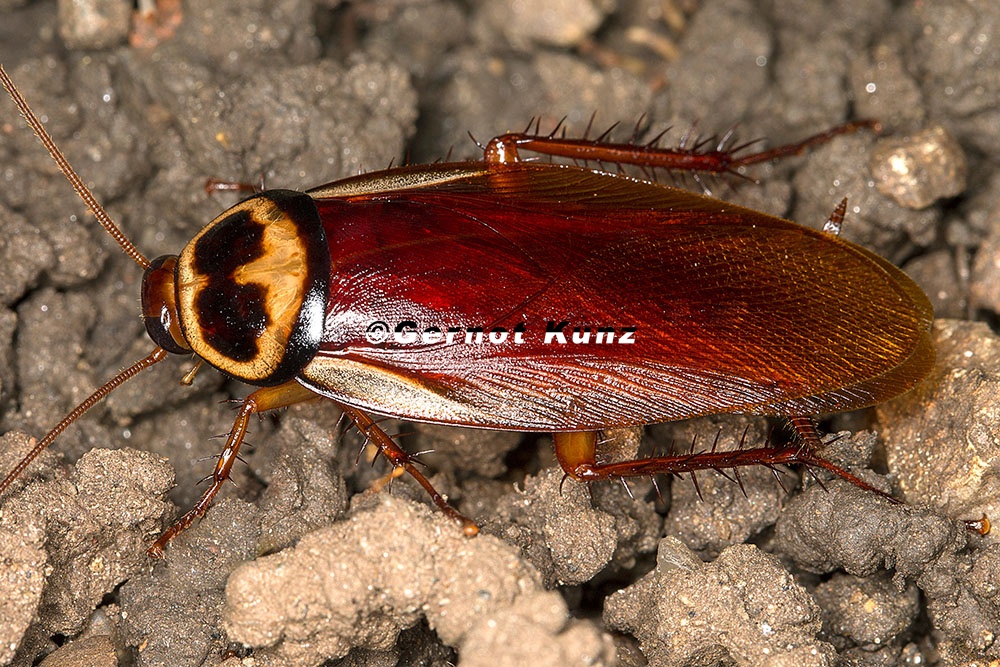 Periplaneta australasiae  Australian cockroach  Australische Schabe  Cucaracha 4 3