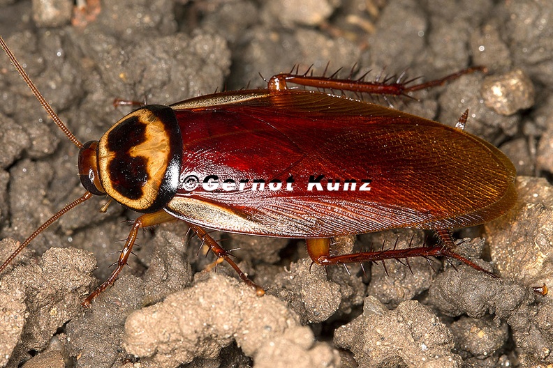 Periplaneta_australasiae__Australian_cockroach__Australische_Schabe__Cucaracha_4_3.jpg