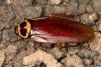 Periplaneta australasiae  Australian cockroach  Australische Schabe  Cucaracha 4 3