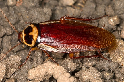 Periplaneta australasiae  Australian cockroach  Australische Schabe  Cucaracha 4 3