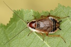 Blattodea (Schaben)