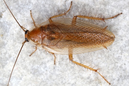 Ectobius erythronotus or  E  ticinus 1 2v