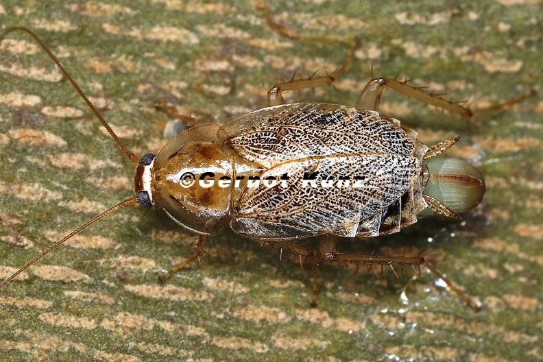 Ectobius_sp___Waldschabe_W2_2.jpg