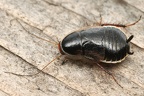 Ectobiidae (Waldschaben)
