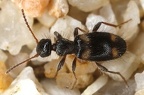 Anthicidae (Blütenmulmkäfer, Halskäfer)