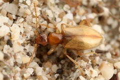 Anthicidae indet  8 2