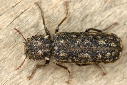 Lichenophanes varius  Kapuzenk  fer 3 2
