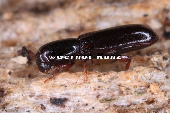 Teredus cylindricus 3 2v