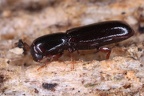Bothrideridae (Schwielenkäfer)