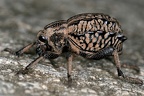 Brachyceridae