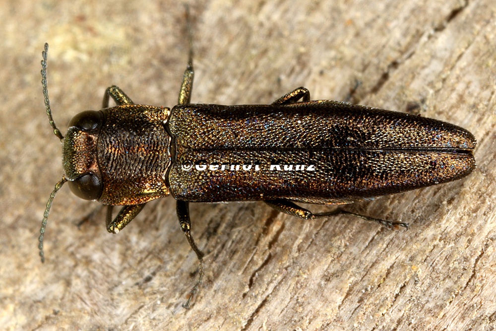 Agrilus sp  1 2