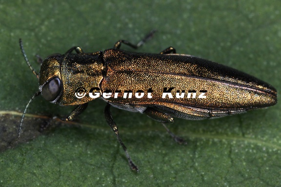 Agrilus sp  9 2v