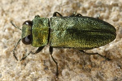 Anthaxia cf  nitidula  Zierlicher Prachtk  fer M9 2