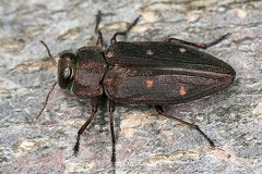 Chrysobothris affinis  Goldgruben Eichenprachtk  fer 6 2v